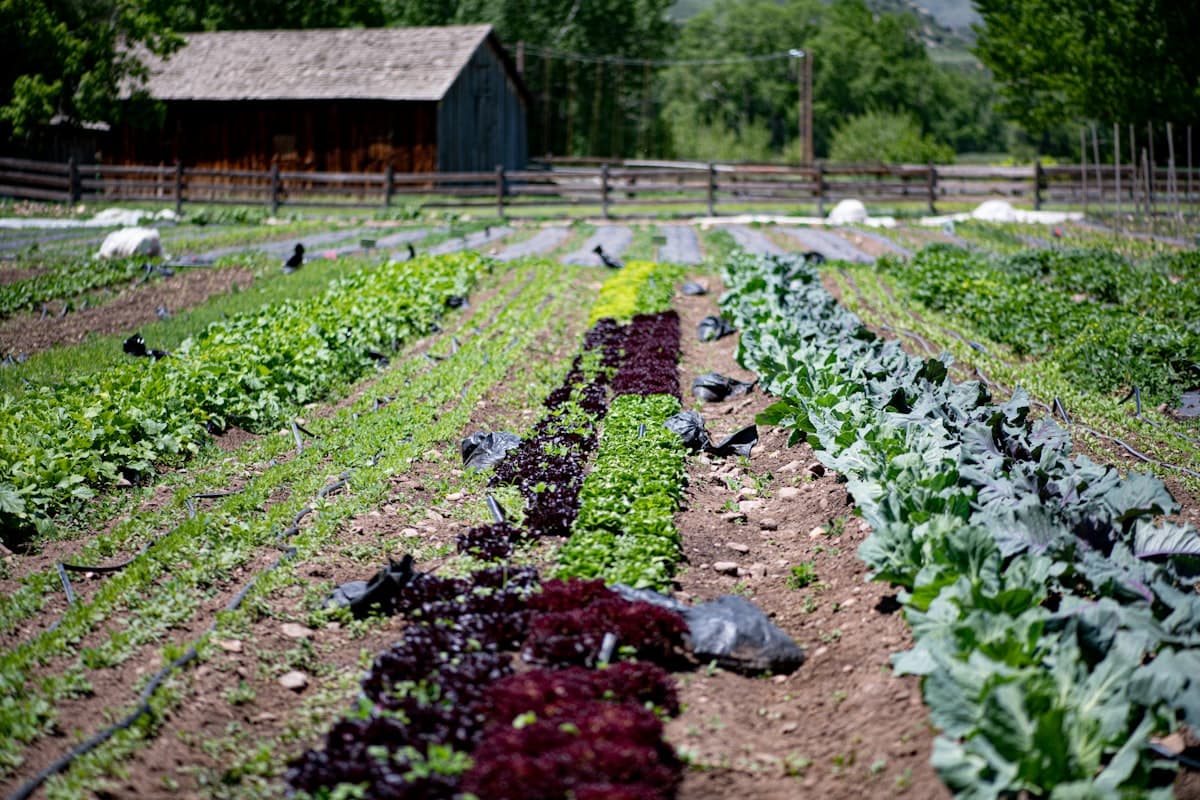 COG Pro Is Shutting Down: A Migration Checklist for Organic Growers